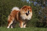 CHOW CHOW 427